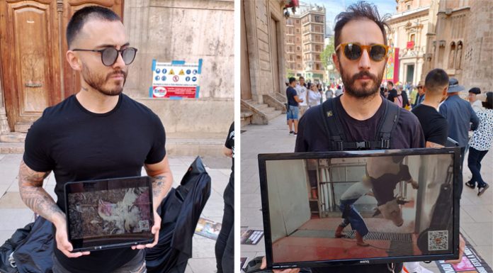 Activistas muestran en el centro de Valencia vídeos sobre la explotación animal