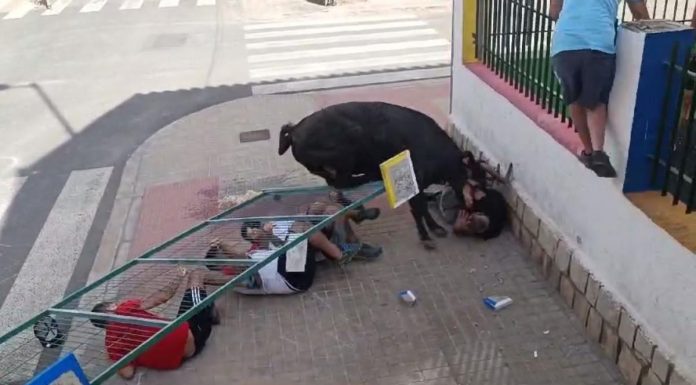 Vídeo: Contratiempo en los bous al carrer de Sagunt