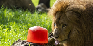 Helados gigantes, lluvias artificiales y baños: así afrontan el calor los animales de Bioparc