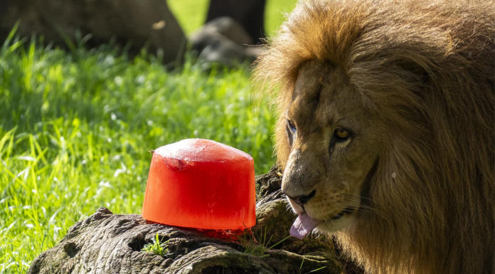 Helados gigantes, lluvias artificiales y baños: así afrontan el calor los animales de Bioparc Helados gigantes, lluvias artificiales y baños: así afrontan el calor los animales de Bioparc