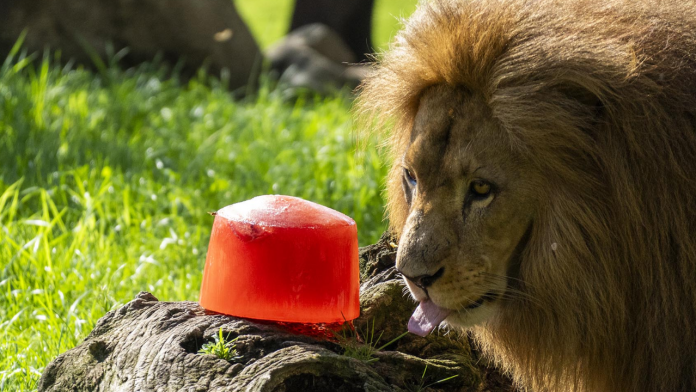 Helados gigantes, lluvias artificiales y baños: así afrontan el calor los animales de Bioparc