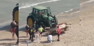 Encuentran un buey decapitado en una playa valenciana