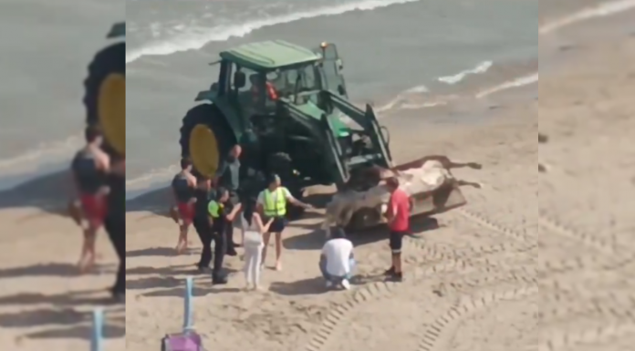 Encuentran un buey decapitado en una playa valenciana