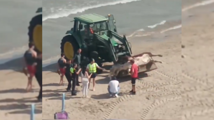 Encuentran un buey decapitado en una playa valenciana