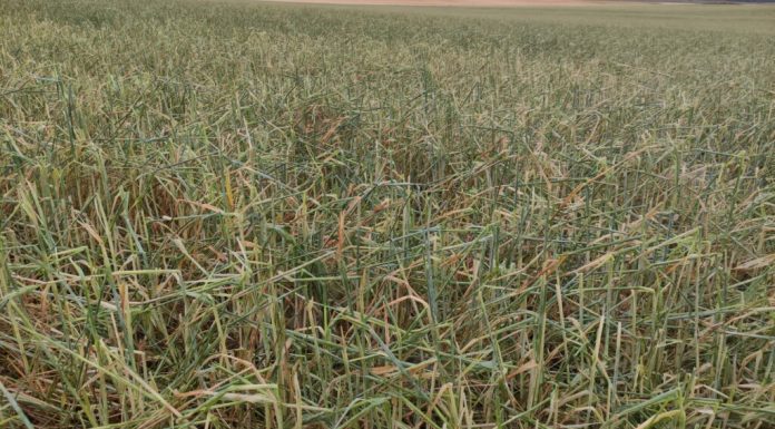 La contratación de seguros agrarios marca el mejor primer semestre de su historia La contratación de seguros agrarios marca el mejor primer semestre de su historia