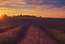 La floración de la lavanda tiñe de morado el campo de Valencia: rutas y actividades La floración de la lavanda tiñe de morado a Valencia