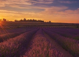 La floración de la lavanda tiñe de morado a Valencia