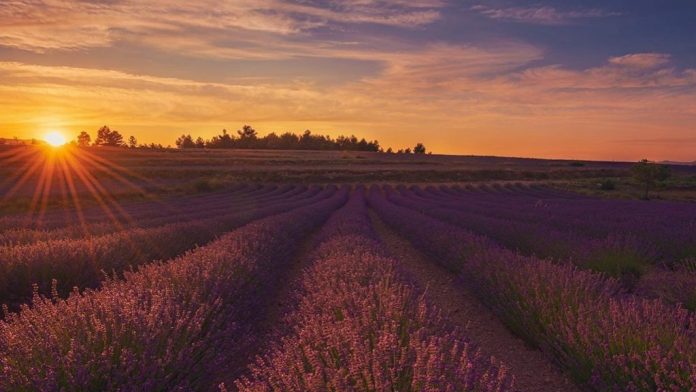 La floración de la lavanda tiñe de morado a Valencia