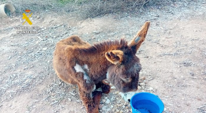 Investigan a un hombre por abandonar y dejar morir a una burra