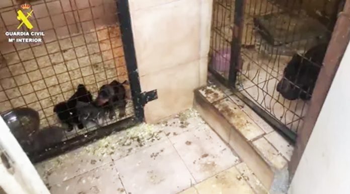 Dos personas vendían ilegalmente perros enfermos por toda España