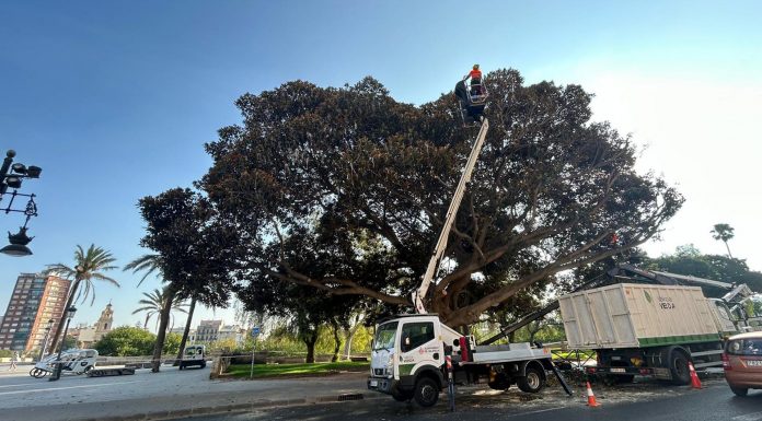 Parques y Jardines concluye la poda del ficus monumental junto a las Torres de Serranos