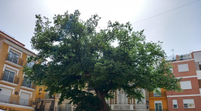 La Comunitat Valenciana es la primera autonomía con más árboles monumentales