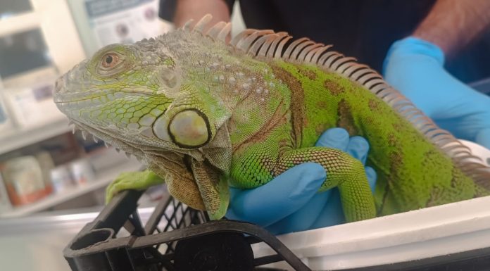 Encuentran una iguana dentro de la piscina de una urbanización de Teulada Moraira