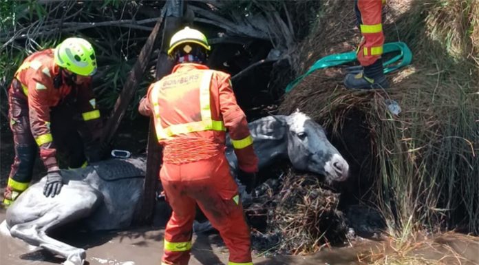 Rescatan a un joven tras caer con su caballo en la marjal de Xeresa