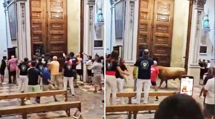 Vídeo: Un toro entra en una iglesia en Chiva