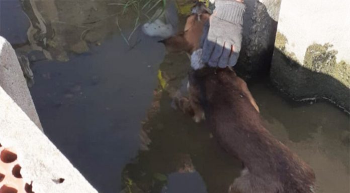Un perro queda atrapado en una acequia en Sueca