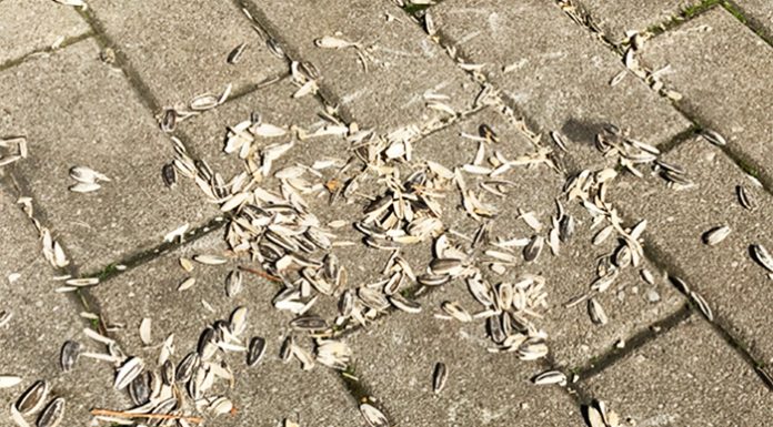 Multa de 350 euros por lanzar las cáscaras de pipas al suelo en Alzira