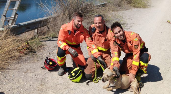 Los bomberos salvan a un perro atrapado en el barranc del Carraixet