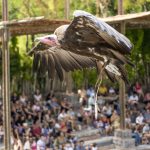 Bioparc hace una llamada urgente a la conservación de los buitres