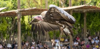 Bioparc hace una llamada urgente a la conservación de los buitres