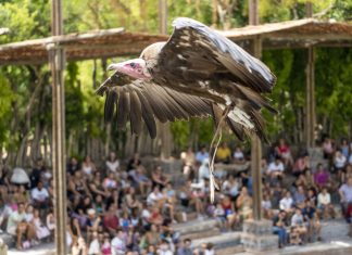 Bioparc hace una llamada urgente a la conservación de los buitres