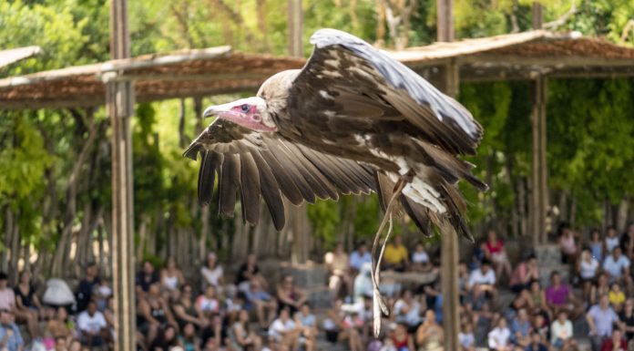 Bioparc hace una llamada urgente a la conservación de los buitres Bioparc hace una llamada urgente a la conservación de los buitres