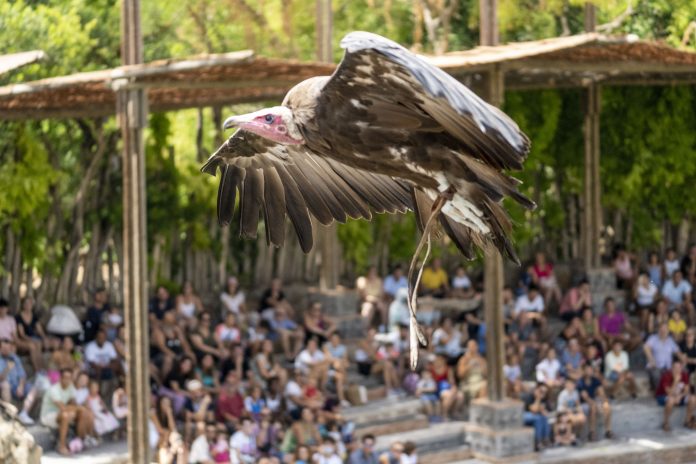 Bioparc hace una llamada urgente a la conservación de los buitres