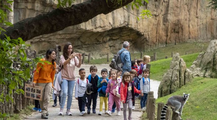 Bioparc una gran aula abierta para escolares con visitas guiadas desde 11€ Visita de grupos escolares en Bioparc.