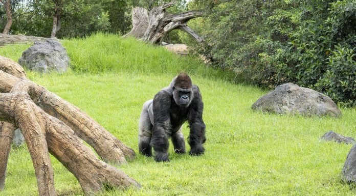 “Conocer para proteger” es el llamamiento de los Bioparc para salvar de la extinción a los gorilas