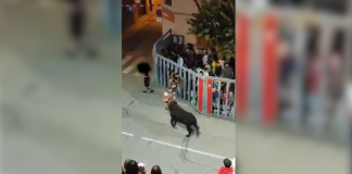 Brutal embestida de un toro a un joven en Vila-real