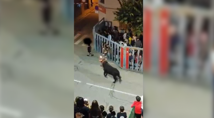 VÍDEO | Brutal embestida de un toro a un menor en Vila-real Brutal embestida de un toro a un joven en Vila-real