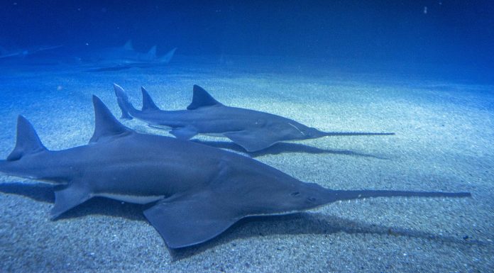 El Oceanogràfic incorpora un pez sierra de 103 kilos