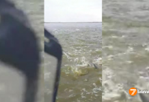 VÍDEO | Una sorprendente 'lluvia de peces' cae en la Albufera