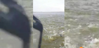 VÍDEO | Una sorprendente 'lluvia de peces' cae en la Albufera