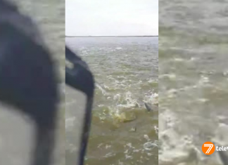 VÍDEO | Una sorprendente 'lluvia de peces' cae en la Albufera