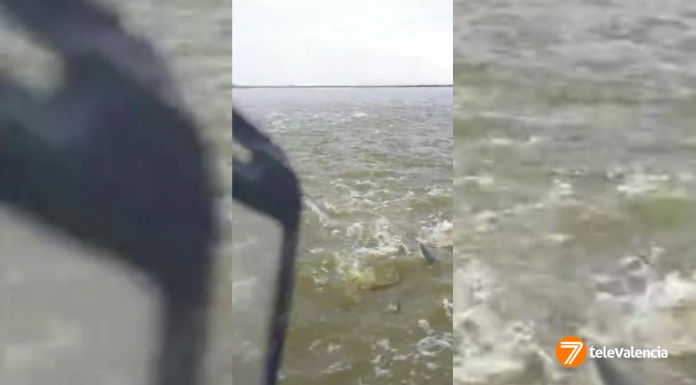 VÍDEO | Una sorprendente 'lluvia de peces' cae en la Albufera