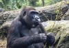 La gorila de Bioparc que rinde homenaje al legado de Dian Fossey cumple 25 años