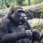 La gorila de Bioparc que rinde homenaje al legado de Dian Fossey cumple 25 años