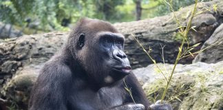 La gorila de Bioparc que rinde homenaje al legado de Dian Fossey cumple 25 años