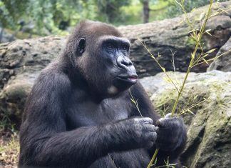 La gorila de Bioparc que rinde homenaje al legado de Dian Fossey cumple 25 años