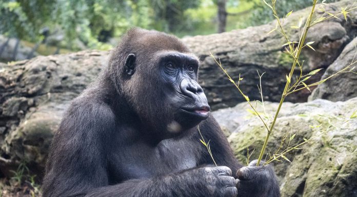 La gorila de Bioparc que rinde homenaje al legado de Dian Fossey cumple 25 años