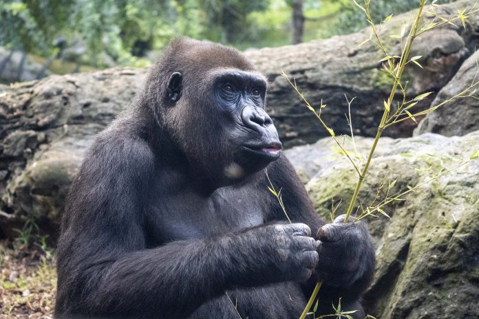 La gorila de Bioparc que rinde homenaje al legado de Dian Fossey cumple 25 años