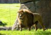 La magia de 'Mufasa: El Rey León' cobra vida en Bioparc