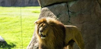 La magia de 'Mufasa: El Rey León' cobra vida en Bioparc