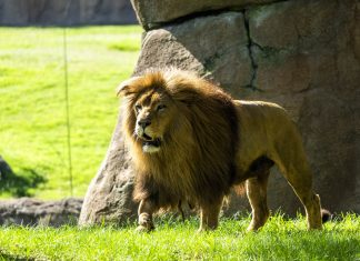 La magia de 'Mufasa: El Rey León' cobra vida en Bioparc