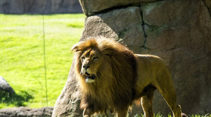 La magia de ‘Mufasa: El Rey León’ cobra vida en Bioparc La magia de 'Mufasa: El Rey León' cobra vida en Bioparc