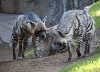 Bioparc recibe nuevas especies en peligro de extinción para descubrir esta Navidad
