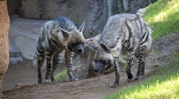 Bioparc recibe nuevas especies en peligro de extinción para descubrir esta Navidad Bioparc recibe nuevas especies en peligro de extinción para descubrir esta Navidad