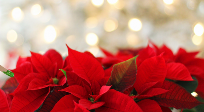 Flores de Pascua gratis en Valencia este jueves Flores de Pascua gratis en Valencia este jueves