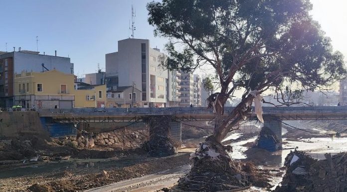 El eucalipto de Paiporta que resistió a la DANA, finalista a Árbol del Año 2026